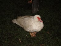 IMG 1343