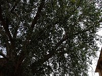IMGP3715
