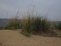 IMGP3896
