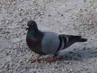IMG 1668