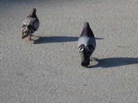 IMG 1669